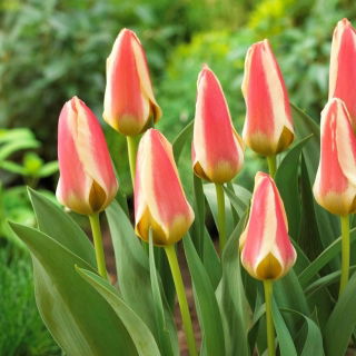 Tulipan Tarafa - duża paczka! - 50 szt.