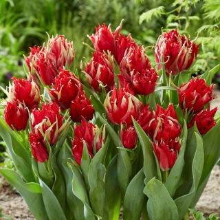 Tulipan Red Spider - duża paczka! - 50 szt.
