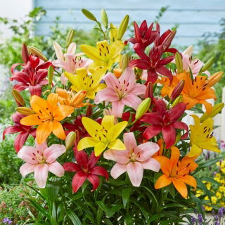 Lilia mix - 3 szt