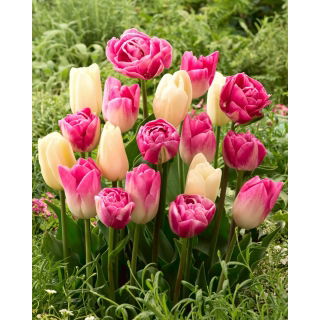 Zestaw 3 odmian cebulek tulipanów - Kompozycja odmian Creme Flag, Dynasty i Vogue - 45 szt.