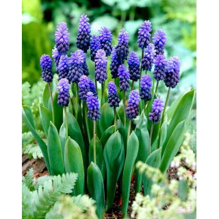 Szafirek szerokolistny - Muscari latifolium - duża paczka! - 100 szt.
