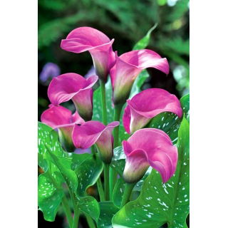 Calla różowa - Pink - duża paczka! - 10 szt.