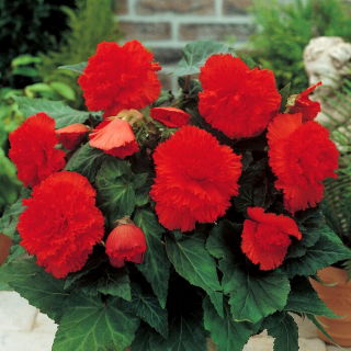 Begonia strzępiasta - czerwona - duża paczka! - 20 szt.