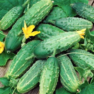 Ogórek Soplica F1 - gruntowy, plenny, wysoka odporność na choroby - 100 gram
