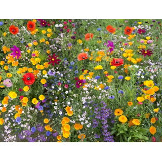 Bee Friendly - mieszanka roślin miododajnych - 10 kg