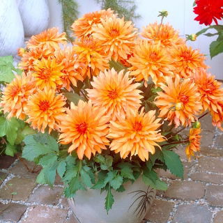 Dalia - Autumn Fairy - duża paczka! - 10 szt.
