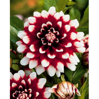 Dalia - Duet - GIGA paczka! - 50 szt.