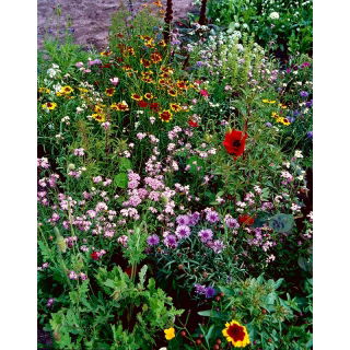 Kwietna Łąka Fast Flowers - mieszanka ponad 20 odmian o szybkim tempie wzrostu - 10 kg