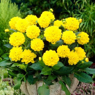 Dalia - Sisa