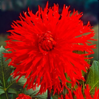 Dalia - Apache