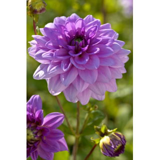 Dalia - Blue Boy