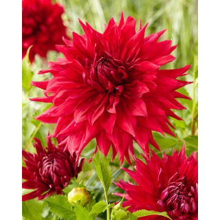 Dalia - Creve Coeur