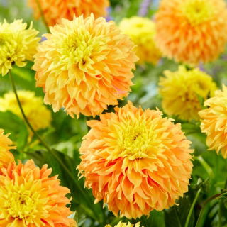 Dalia - Deep Impact