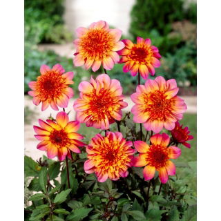 Dalia - Floorinoor