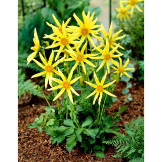Dalia - Honka