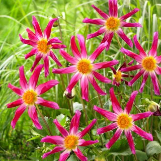 Dalia - Honka Pink - duża paczka! - 10 szt.