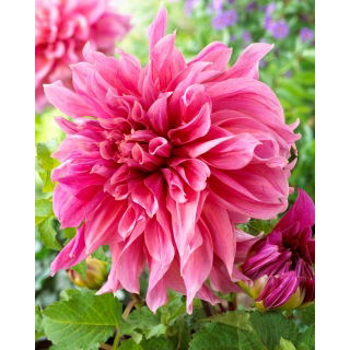 Dalia - Maki