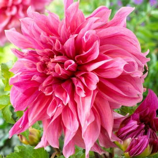 Dalia - Maki