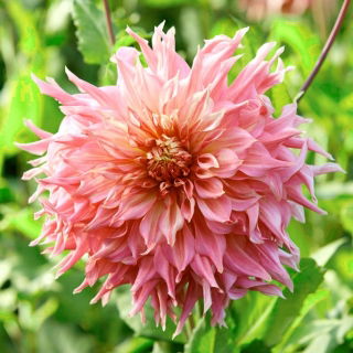 Dalia - Penhill Watermelon