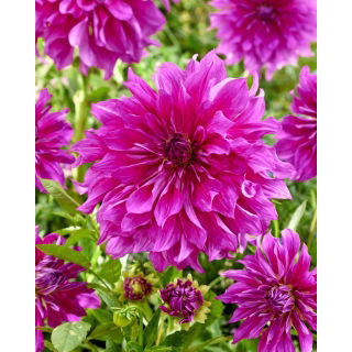 Dalia - Purple Taiheijo - duża paczka! - 10 szt.