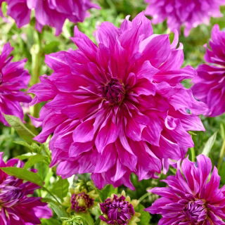 Dalia - Purple Taiheijo - duża paczka! - 10 szt.