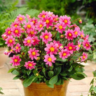 Dalia - Topmix Pink - duża paczka! - 10 szt.