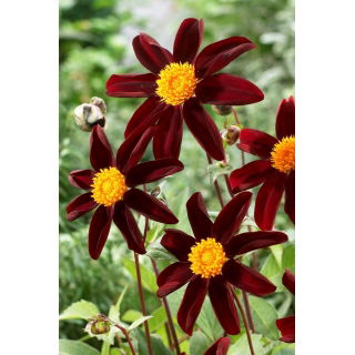 Dalia - Honka Dark - duża paczka! - 10 szt.