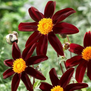 Dalia - Honka Dark - duża paczka! - 10 szt.