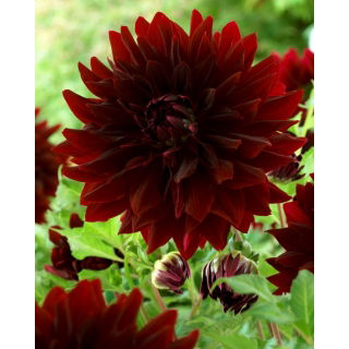 Dalia - Rip City