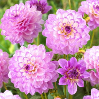 Dalia - Blue Wish