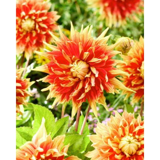 Dalia - Autumn Sunburst - duża paczka! - 10 szt.