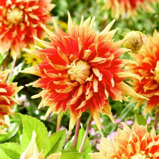 Dalia - Autumn Sunburst - duża paczka! - 10 szt.
