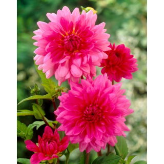 Dalia różowa - Dahlia Pink - duża paczka! - 10 szt.