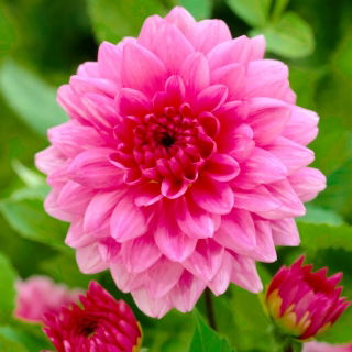 Dalia - Rosella