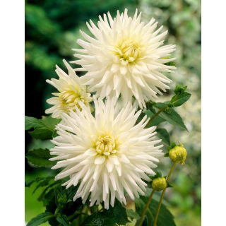 Dalia - My Love