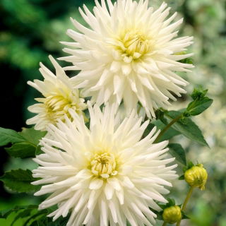 Dalia - My Love