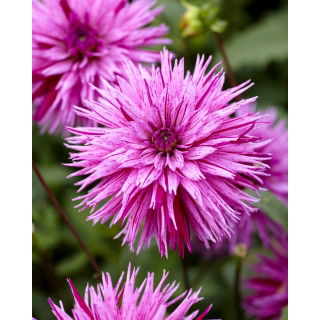 Dalia - Striped Ambition - duża paczka! - 10 szt.
