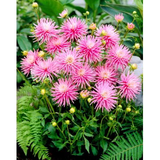 Dalia - Park Princess