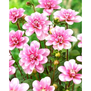 Dalia - Pink Perception - duża paczka! - 10 szt.