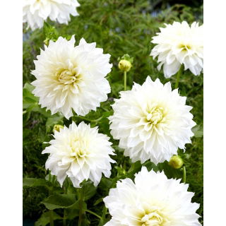 Dalia - Fleurel