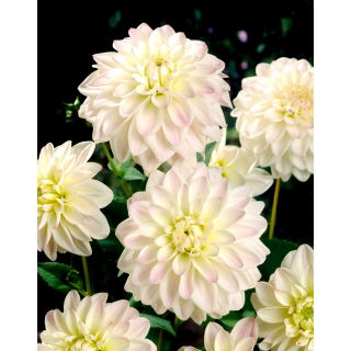 Dalia - Wittem