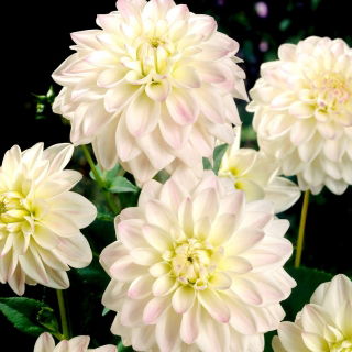 Dalia - Wittem