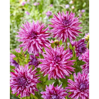 Dalia - Blackberry Ripple