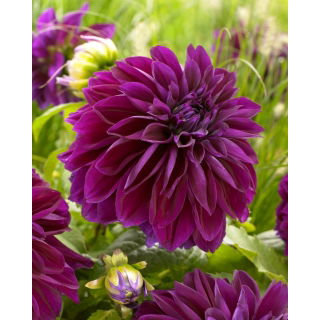 Dalia - Thomas A. Edison