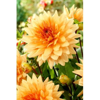 Dalia - Noordwijks Glorie