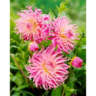 Dalia - Star's Favourite