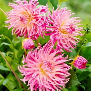 Dalia - Star's Favourite