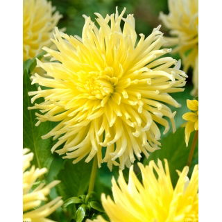 Dalia - Yellow Star - duża paczka! - 10 szt.