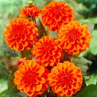 Dalia - Orange Nugget - duża paczka! - 10 szt.