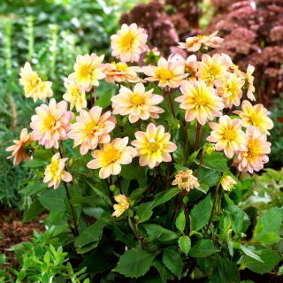 Dalia - Topmix Apricot